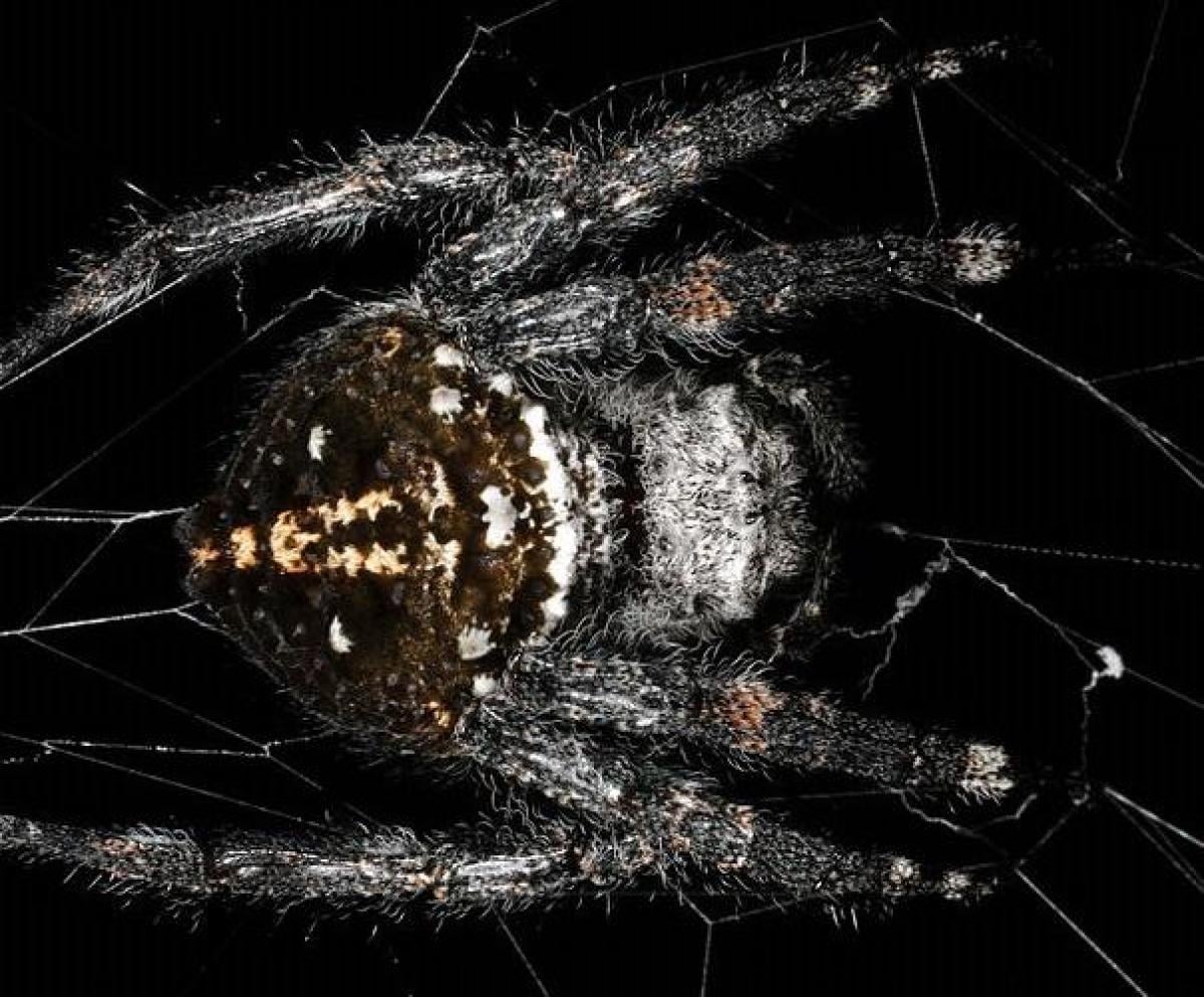 Ученые нашли паука, плетущего очень длинную паутину, которая прочнее кевлара (фото)