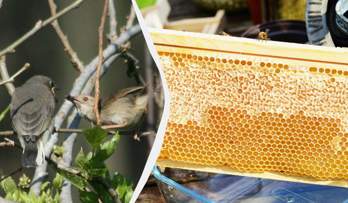 Африканцы научились разговаривать с птицами, чтобы найти мед, и их 'язык' развивается