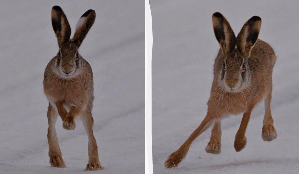 Как будто завис над землей: возле Чернобыля поймали в кадр зайца