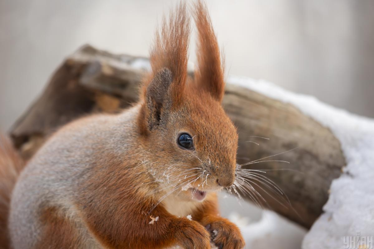 4 февраля в Киеве будет 10-градусный мороз 4 февраля в Киеве будет 10-градусный мороз
