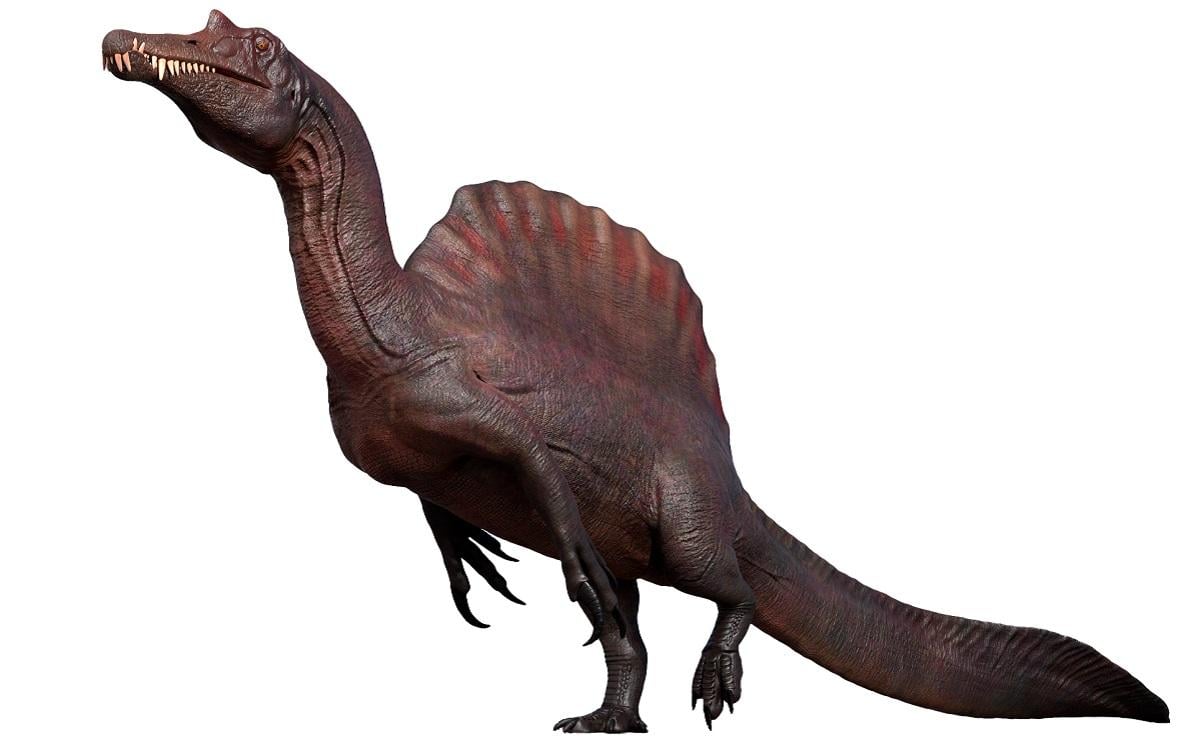 Величезне 'вітрило' і довгий череп: біолог розповів про найдивнішого динозавра в історії