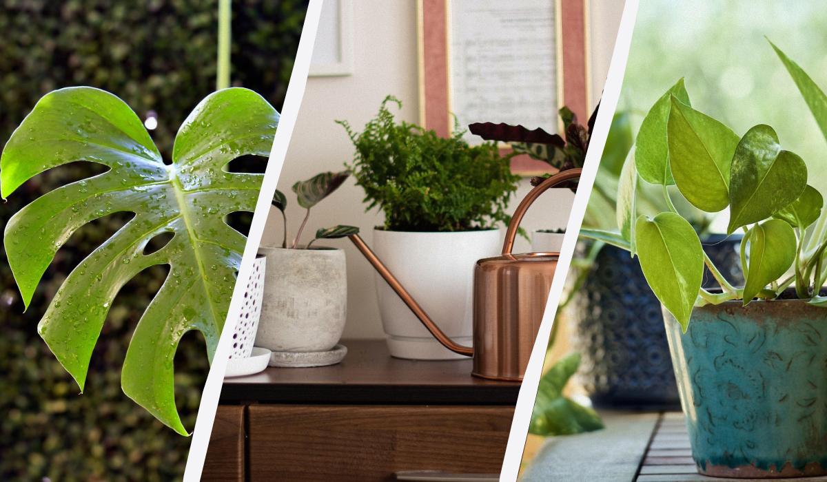 10 комнатных растений, которые отлично растут при искусственном освещении