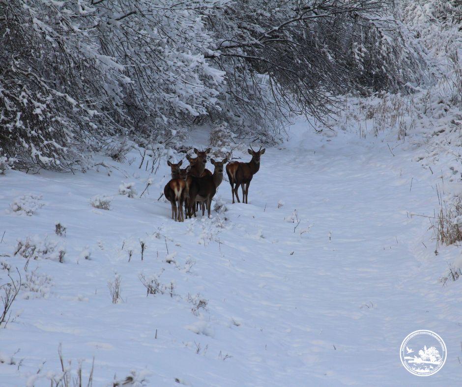 Настоящие звезды: возле Чернобыля зафиксировали оленей