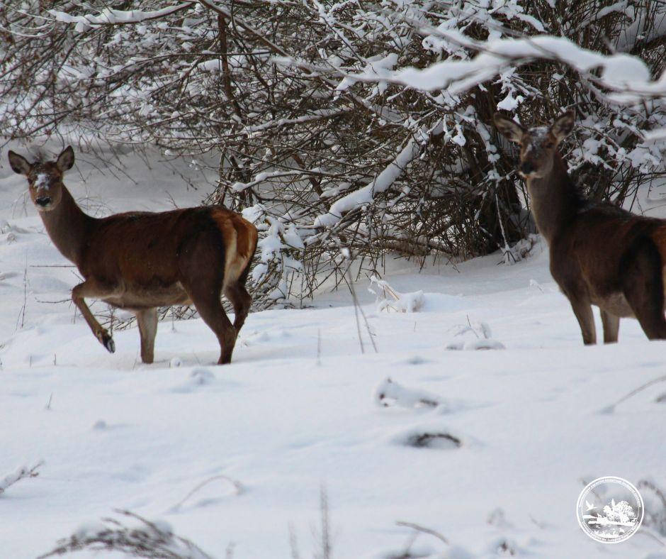 Настоящие звезды: возле Чернобыля зафиксировали оленей