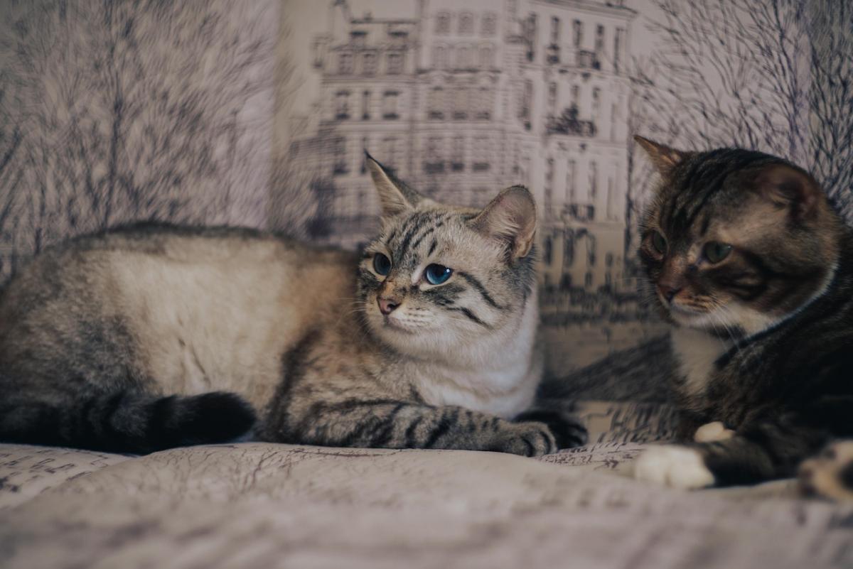 Ветеринари пояснили, в чому різниця між пам'яттю людей та котів