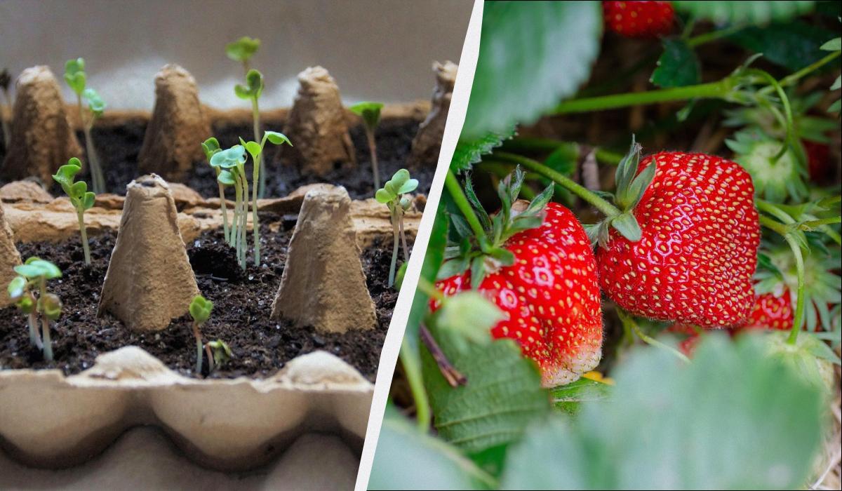 когда сеять на рассаду клубнику