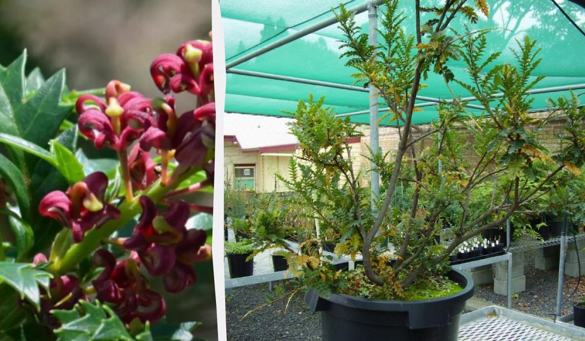 Завдяки клонуванню рослина з Австралії прожила 43 тисяч років, і збирається продовжувати