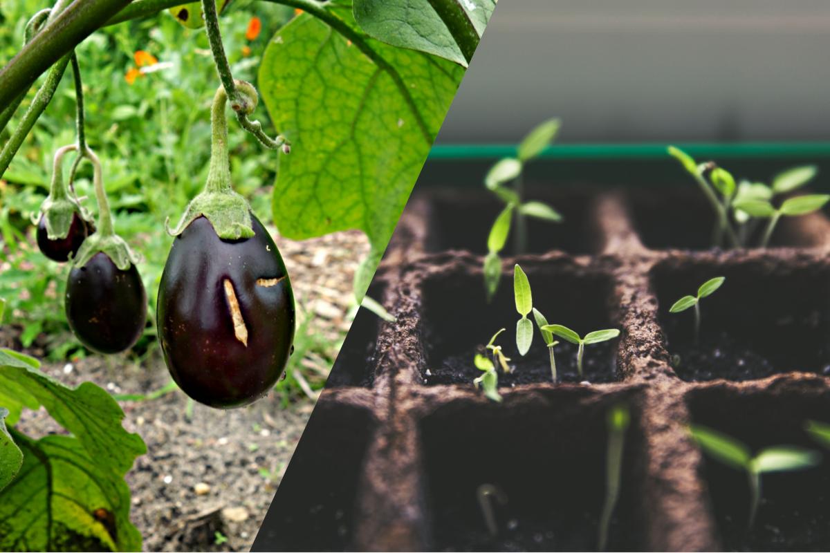 коли сіяти баклажани на розсаду в Україні 