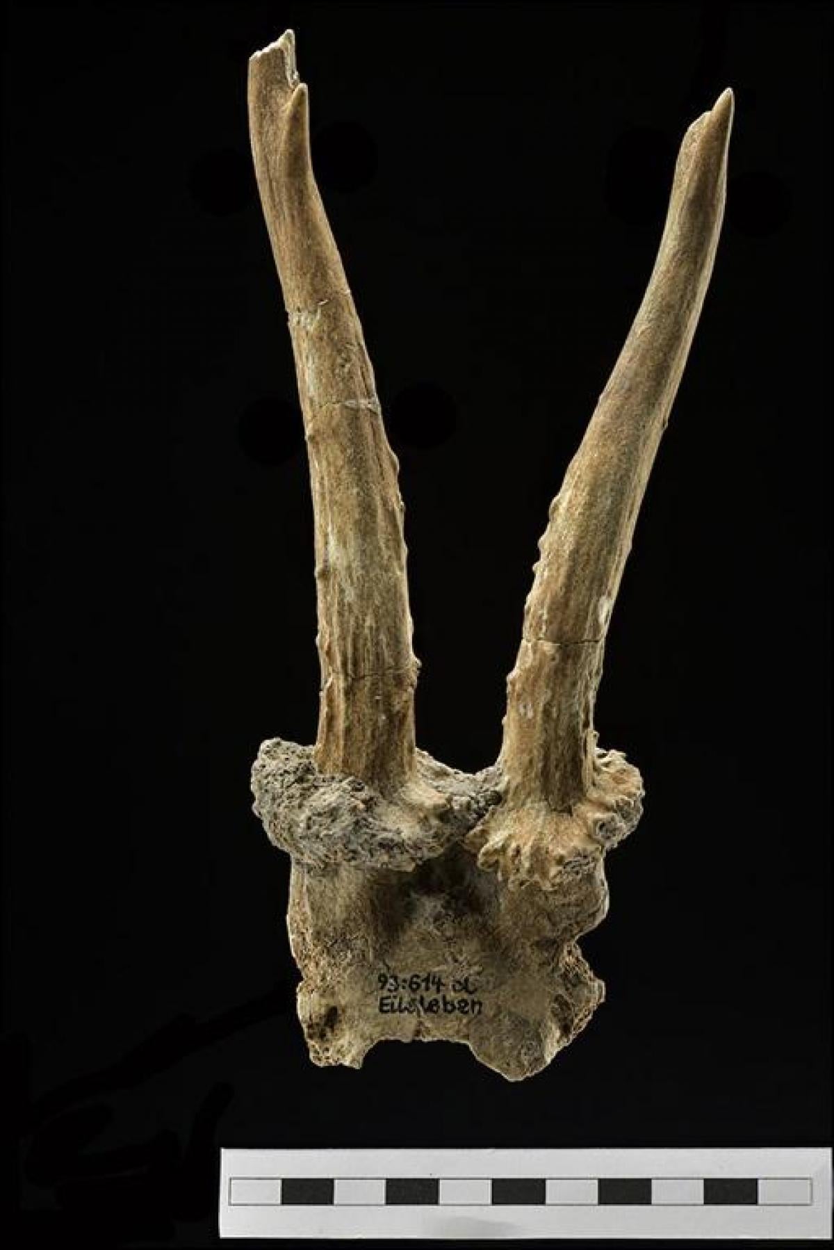 У Німеччині знайшли головний убір з оленячого черепа віком 7500 років: про що це свідчить