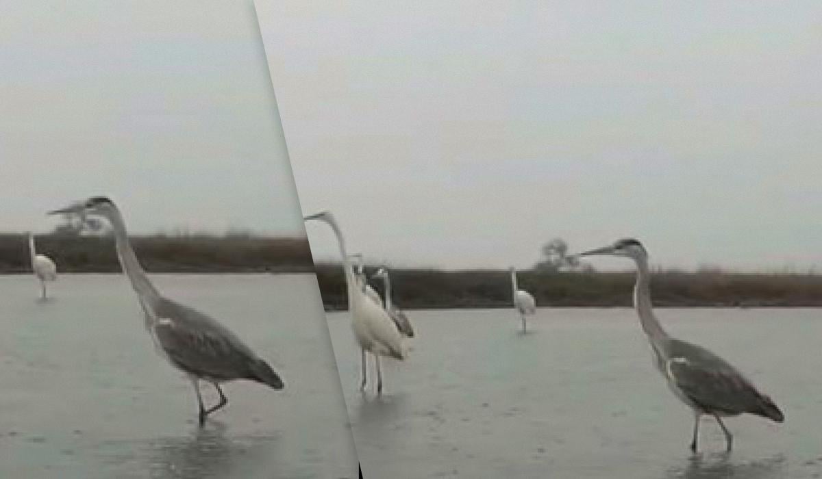 Не лякаються 'Шахедів': на Одещині великі птахи шукають здобич у водоймах (відео)