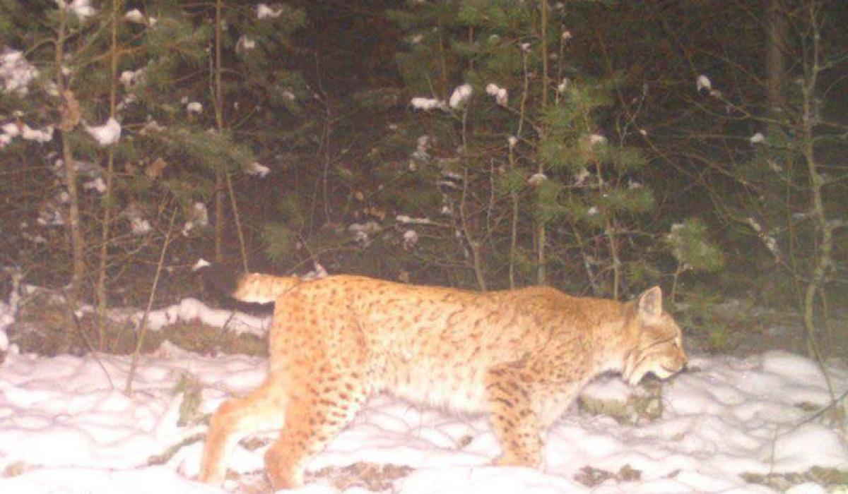 Міф став реальністю: біля Чорнобиля зафіксували пухнастого хижака з китицями на вухах Міф став реальністю: біля Чорнобиля зафіксували пухнастого хижака з китицями на вухах