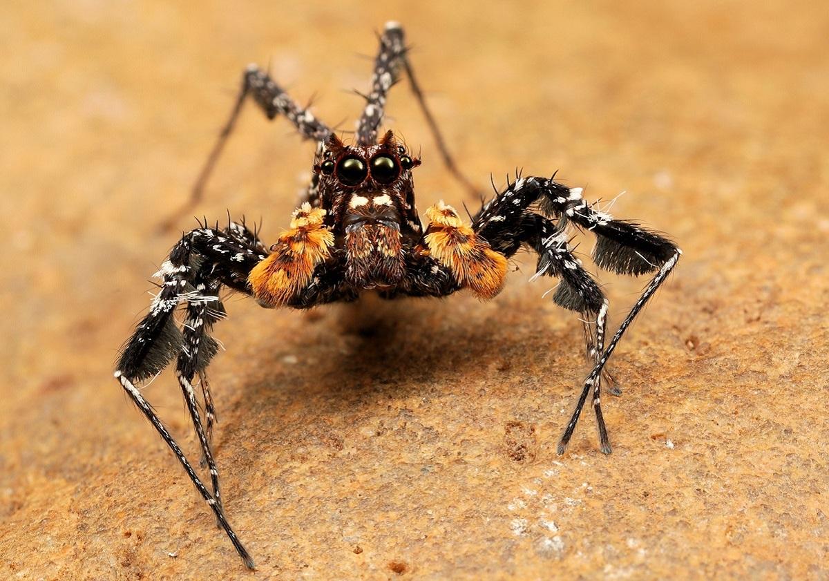 Маленький мозг, но высокий интеллект: биолог рассказал о пауке с уникальными способностями
