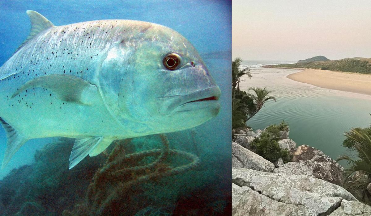 Энергетические вихри или паломничество: ученые поняли, зачем гигантские рыбы плывут в Африку