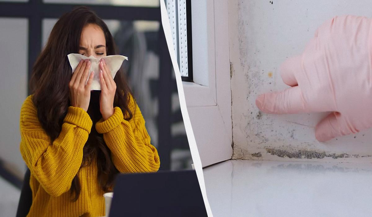 Чем убрать плесень на стенах