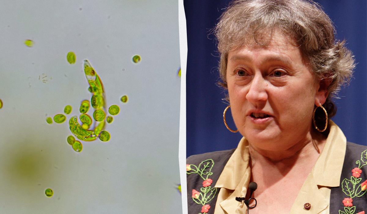 Цю теорію відкинули 15 разів: як одна жінка переписала історію походження життя