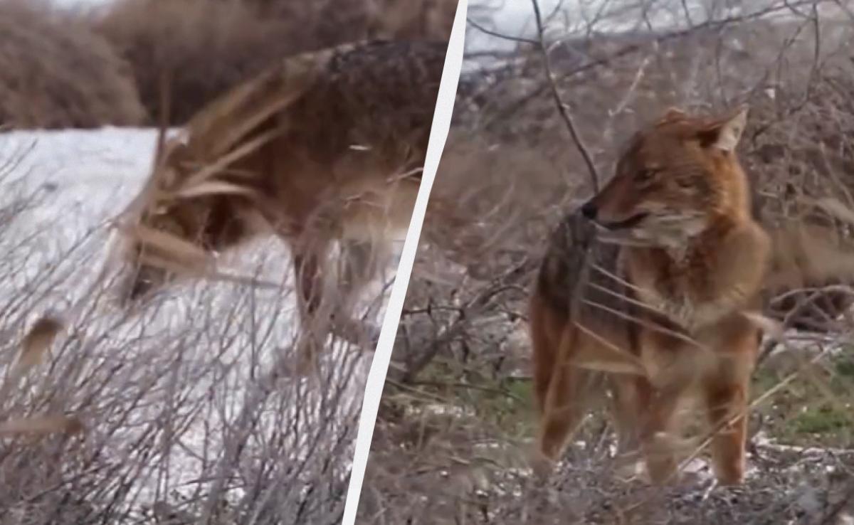 На Одещині помітили 'золотистого вовчика': науковець пояснив, що шукає хижак (відео)