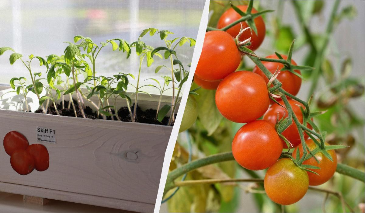 коли садити помідори на розсаду 