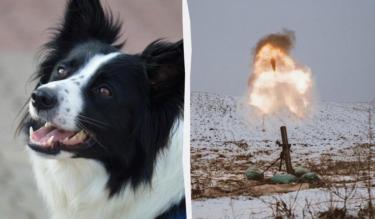 Война в Украине запустила обратную эволюцию собак: NYT рассказало о пугающем выводе ученых