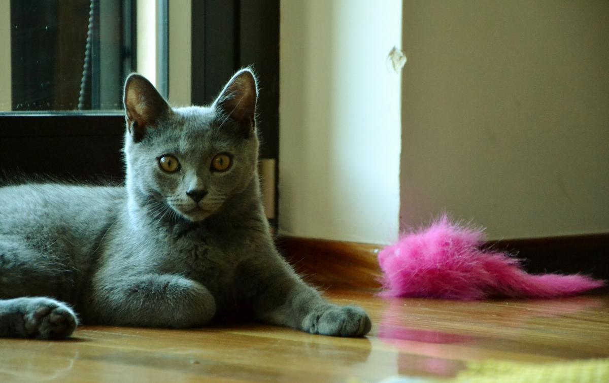 Какие кошки не требуют особого ухода: ветеринар назвала топ-5 самостоятельных пород