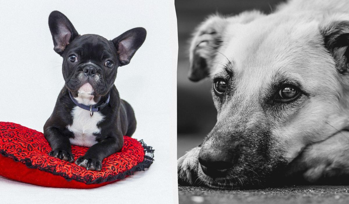 Как понять, что собака вас любит: эксперт назвала самые точные сигналы