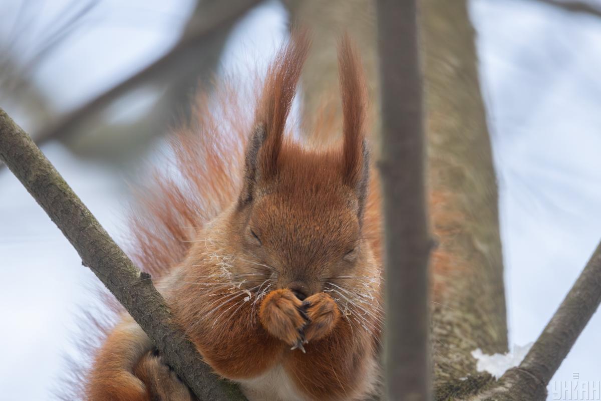 Сегодня киевлян ждет 10-градусный мороз