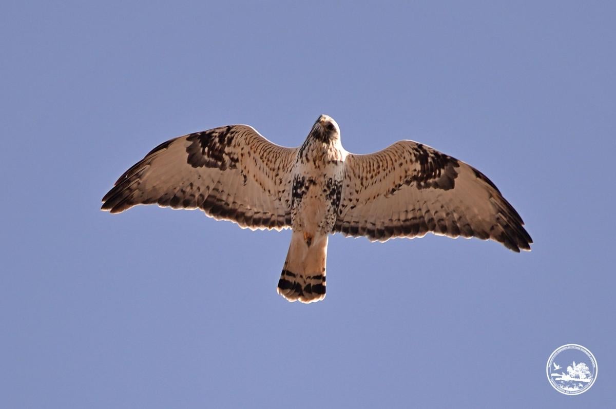 Возле Чернобыля заметили хищную птицу с мохнатыми лапами (фото)