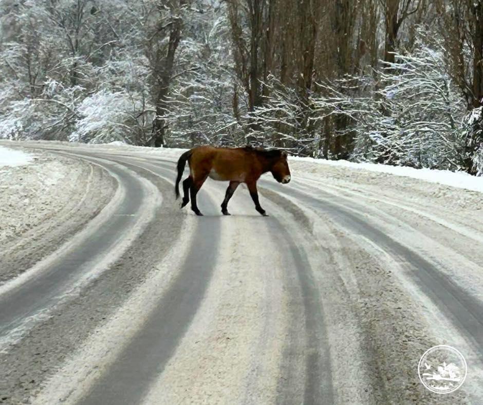 Возле Чернобыля зафиксировали редкую лошадь, пересекавшую автодорогу (фото)