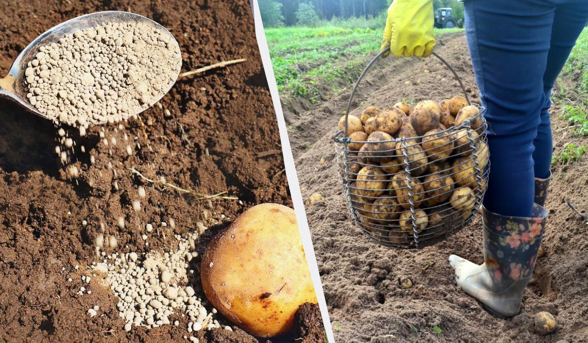 как сажать семенную картошку