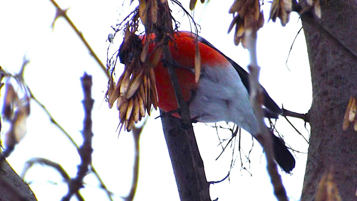 куди зникли снігурі