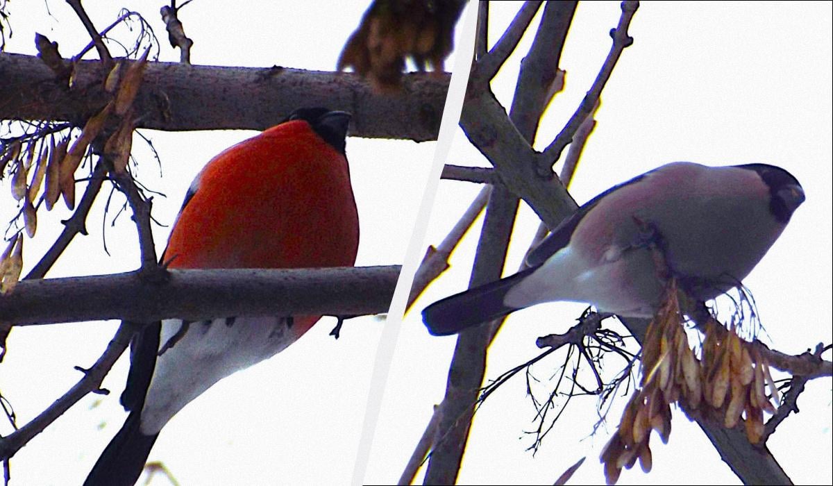 куди зникли снігурі