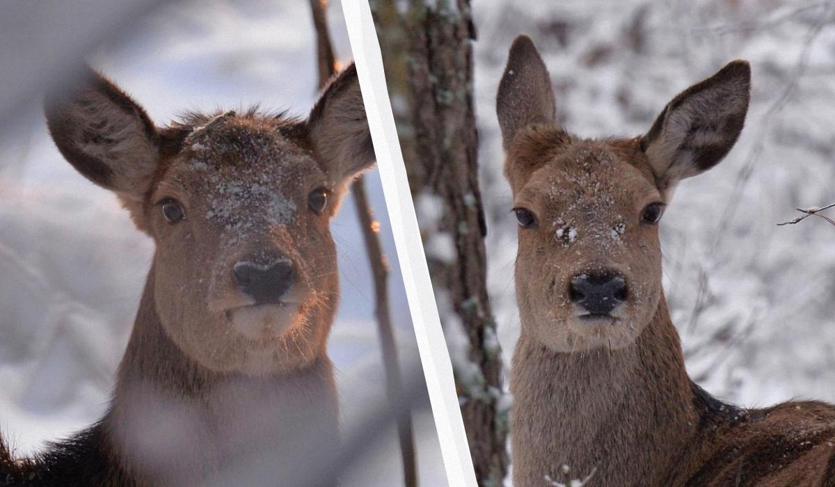 Вблизи Чернобыля зафиксировали беременных олених: что это значит для заповедника