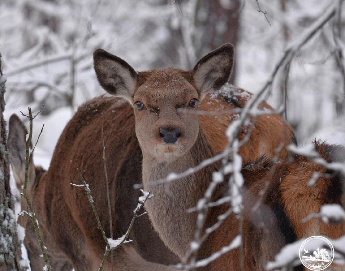Вблизи Чернобыля зафиксировали беременных олених: что это значит для заповедника