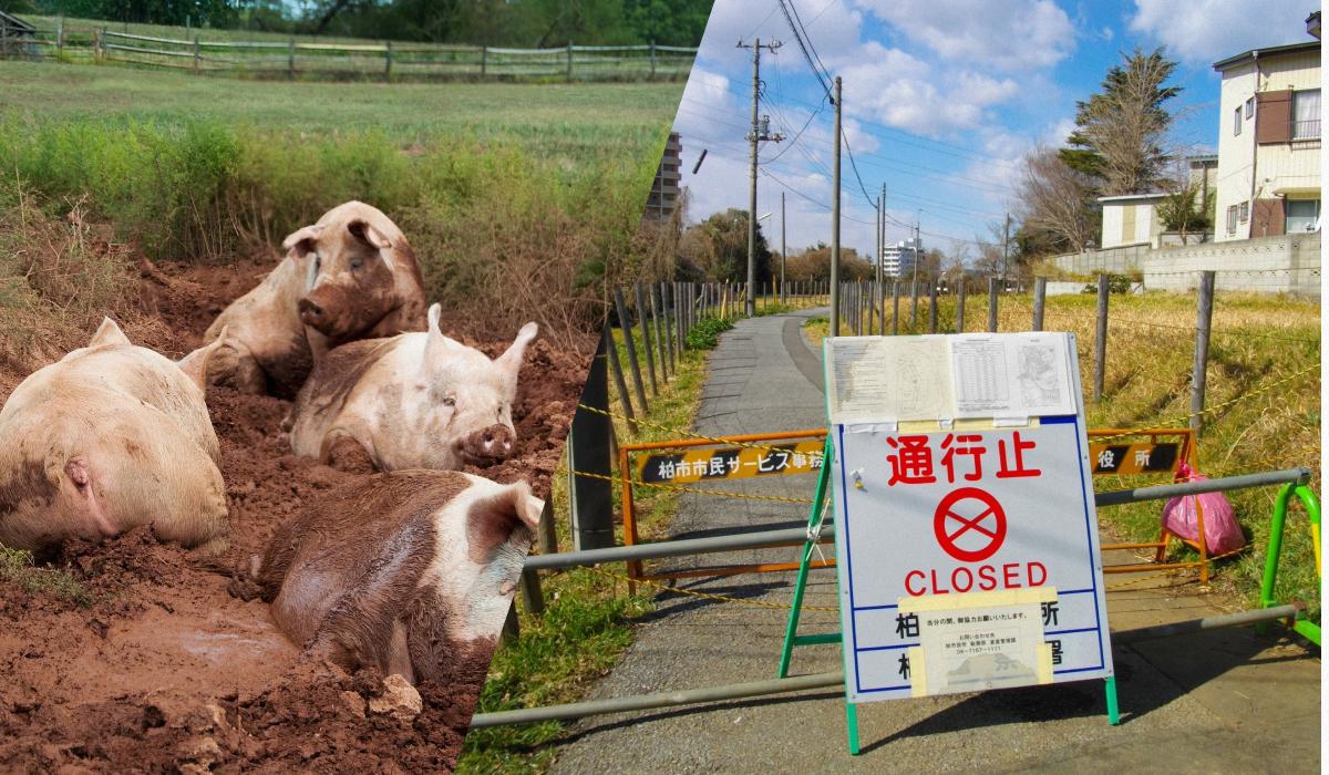 В Фукусиме после ядерной аварии процветают гибриды свиней и кабанов: как это возможно