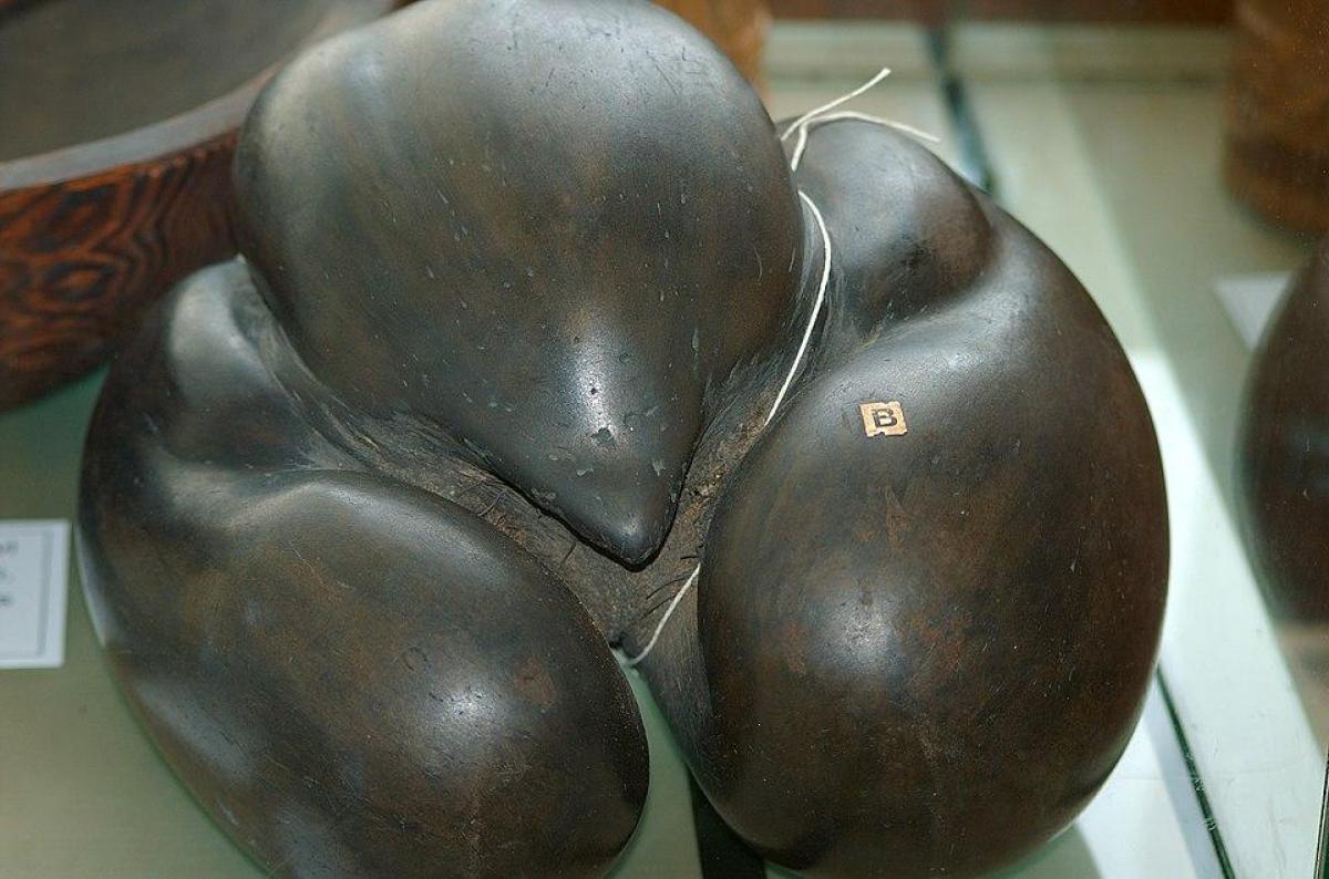 Важить до 30 кг і має діаметр півметра: яке найбільше насіння на планеті