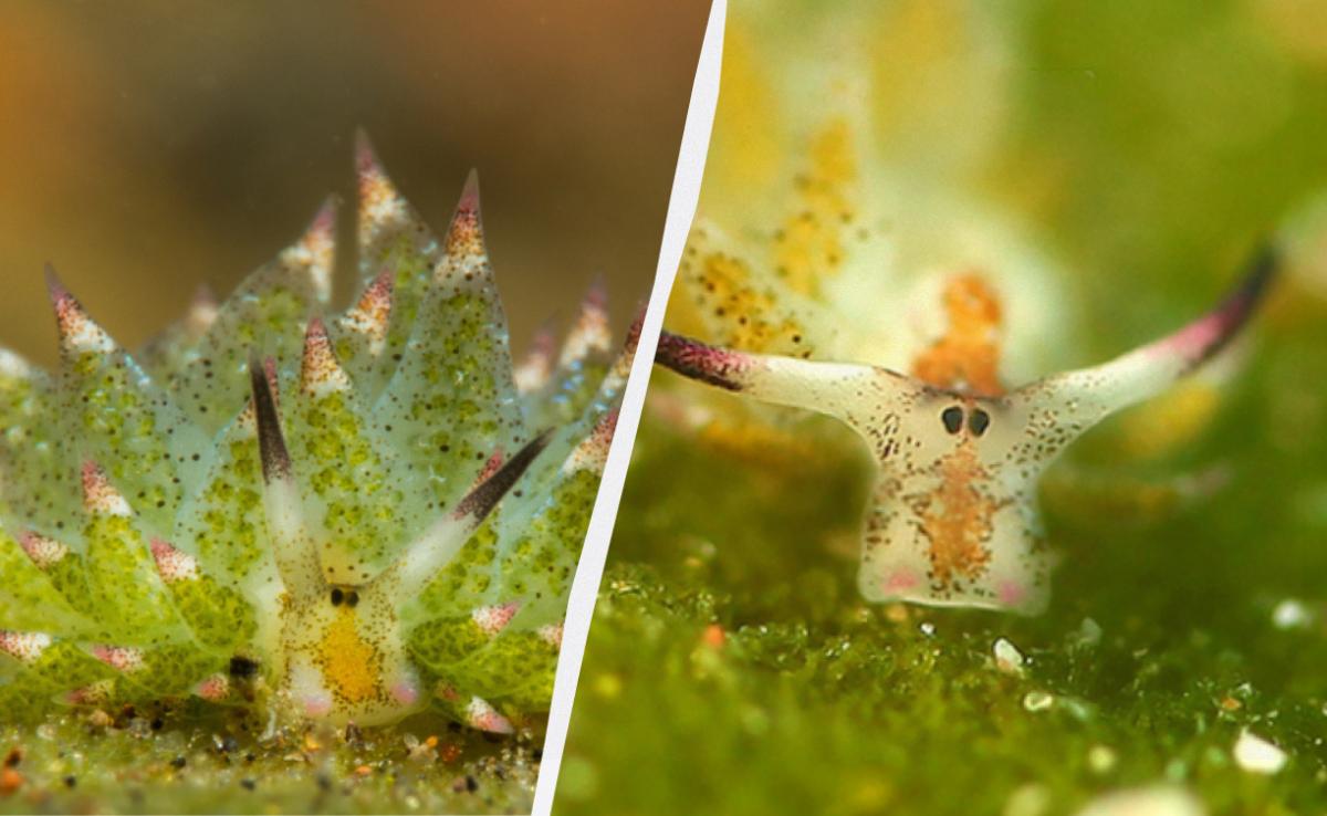 Один з найдивніших мешканців моря: що відомо про унікальну тварину, здатну до фотосинтезу