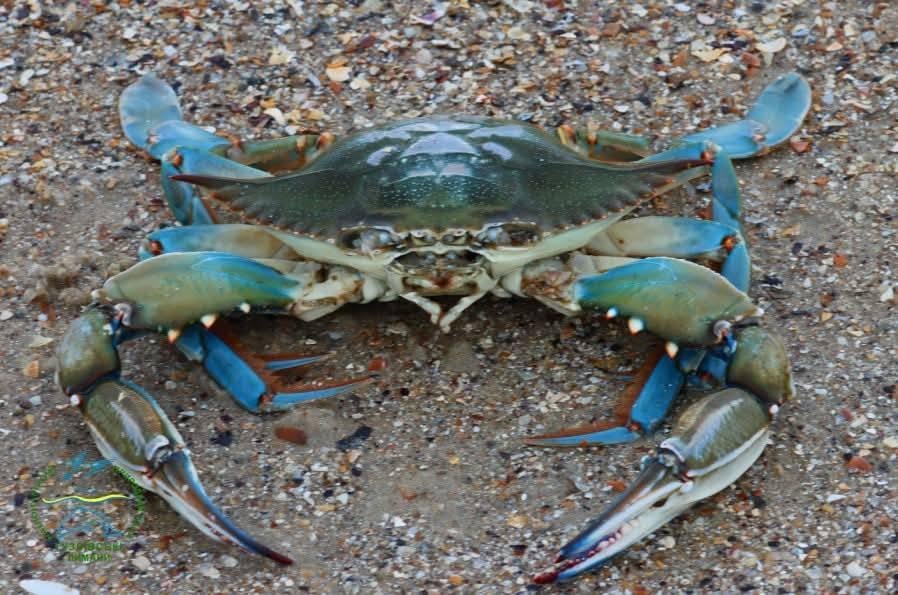 На узбережжі Одещини зафіксували блакитного 'прибульця': раніше його тут не бачили (фото)