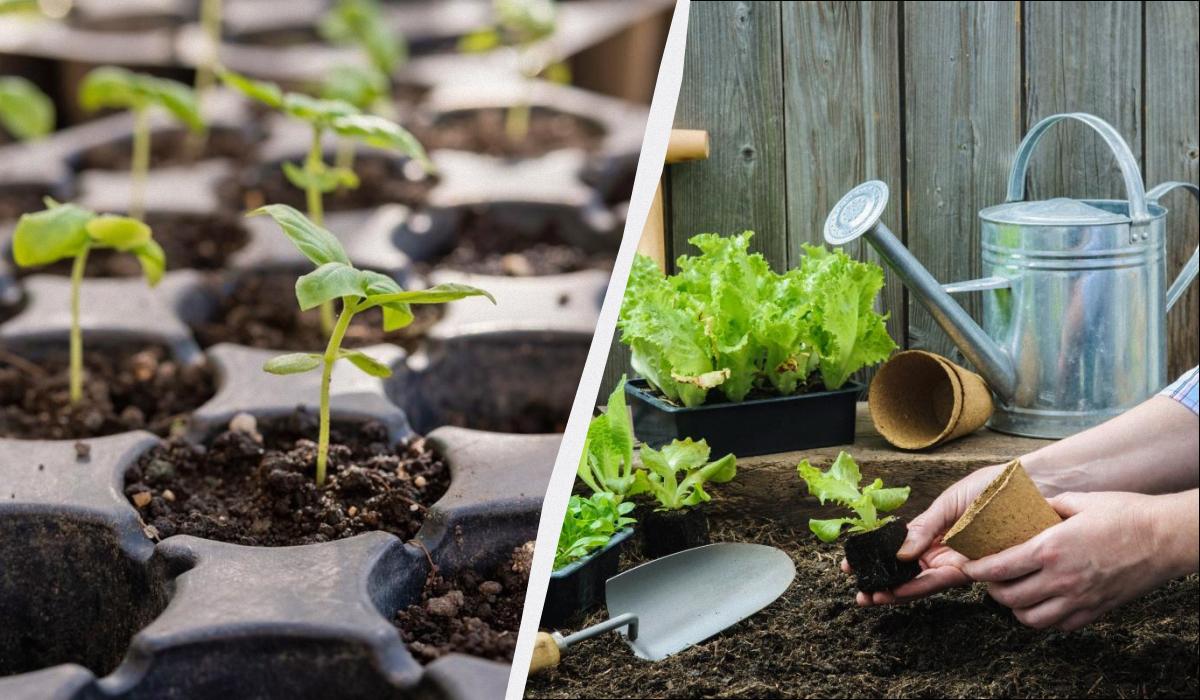 что нужно делать в огороде в феврале что нужно делать в огороде в феврале