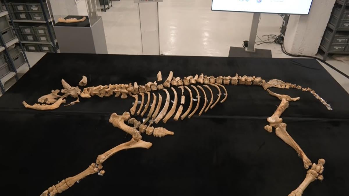 Археологи обнаружили останки бизона, жившего 4000 лет назад: чем уникальна эта находка (видео)