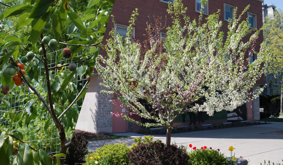 'Дерево 40 фруктів': рекордне дерево-сад створив садівник та митець