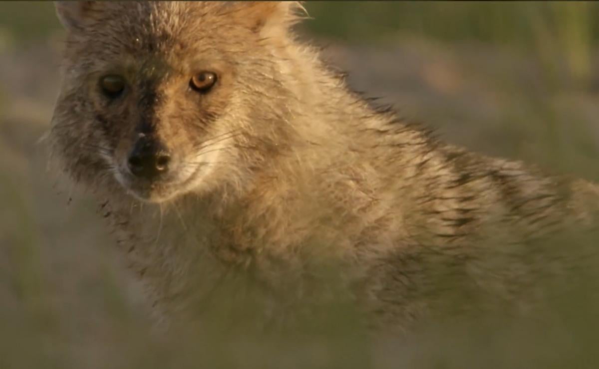 У регіонах України побільшало шакалів: біолог пояснив, кому вони насправді загрожують