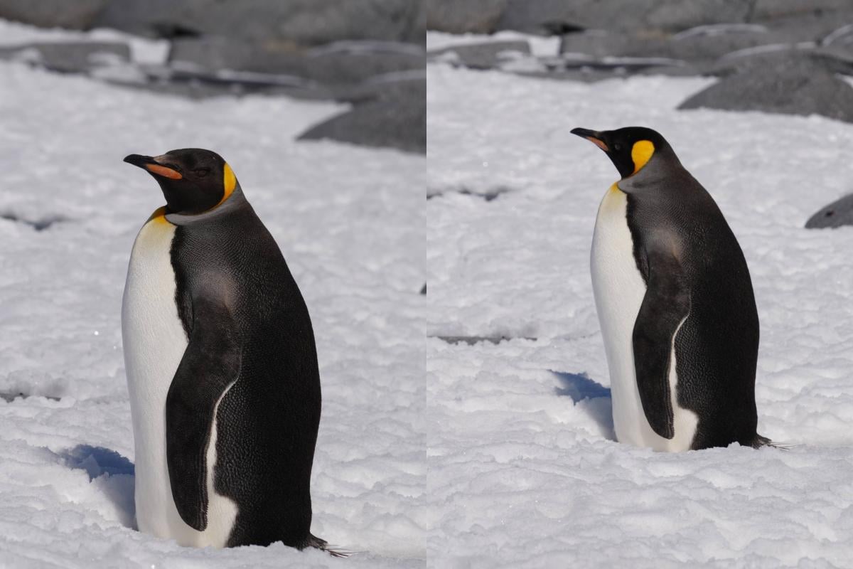 Диво біля 'Вернадського': до українських полярників завітав гість, якого там не мало бути Диво біля 'Вернадського': до українських полярників завітав гість, якого там не мало бути