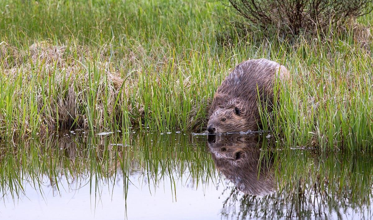 Зубасті будівельники: навіщо бобри зводять греблі та як вони це роблять