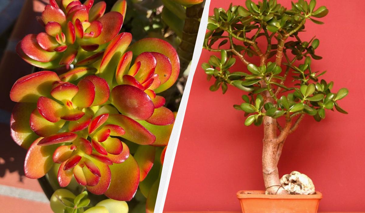 Як врятувати грошове дерево, поки не стало пізно: п'ять важливих нюансів