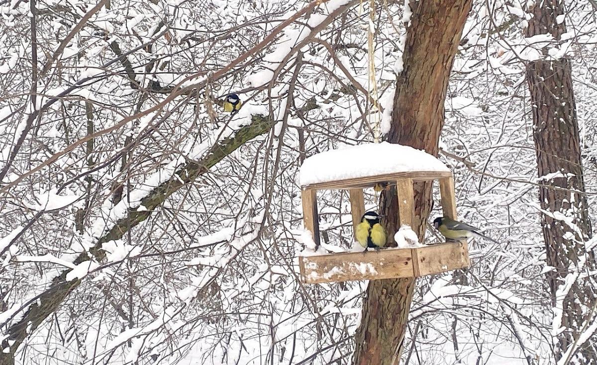 19 лютого опадів в Україні стане менше, але не потеплішає