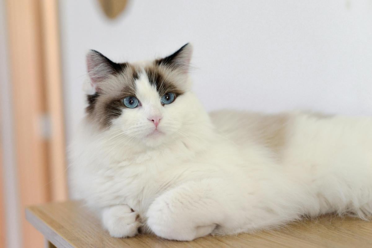 Какие кошки дарят спокойствие и уменьшают стресс: ветеринары назвали 5 самых ласковых пород Какие кошки дарят спокойствие и уменьшают стресс: ветеринары назвали 5 самых ласковых пород