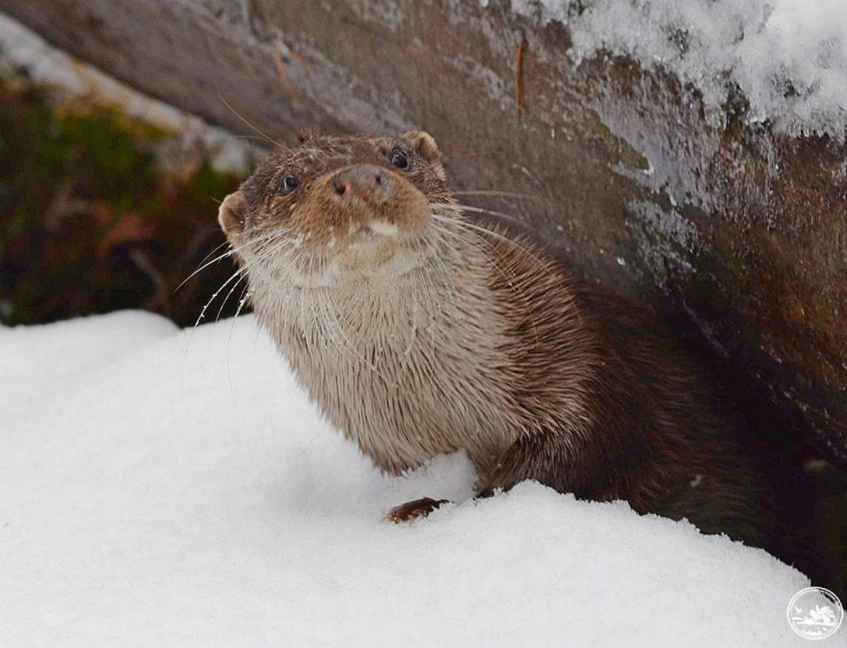 Біля Чорнобиля зафіксували азартних тварин з великим рівнем інтелекту