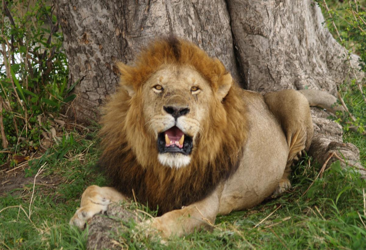 'Исчезнувшие тигры' Японии оказались древними львами: ученые удивили открытием