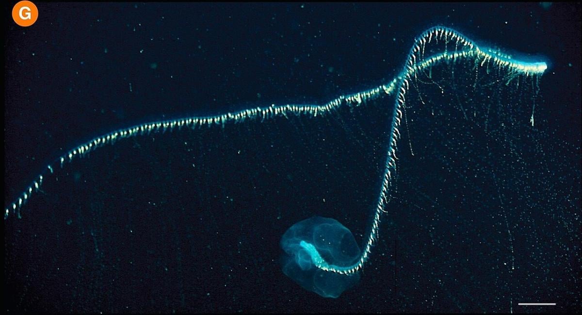 Довший, ніж чотири автобуси: що це за смертельно небезпечний хижак