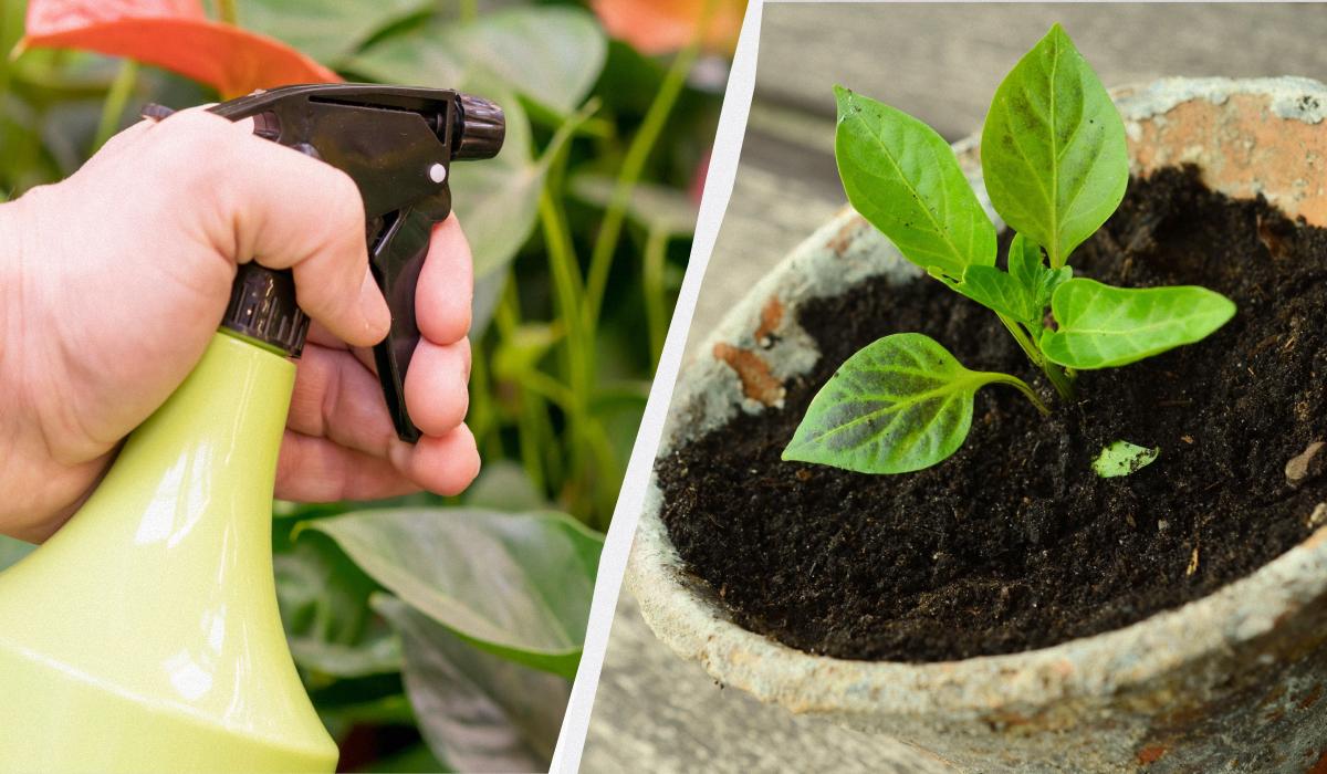 чем можно побрызгать рассаду