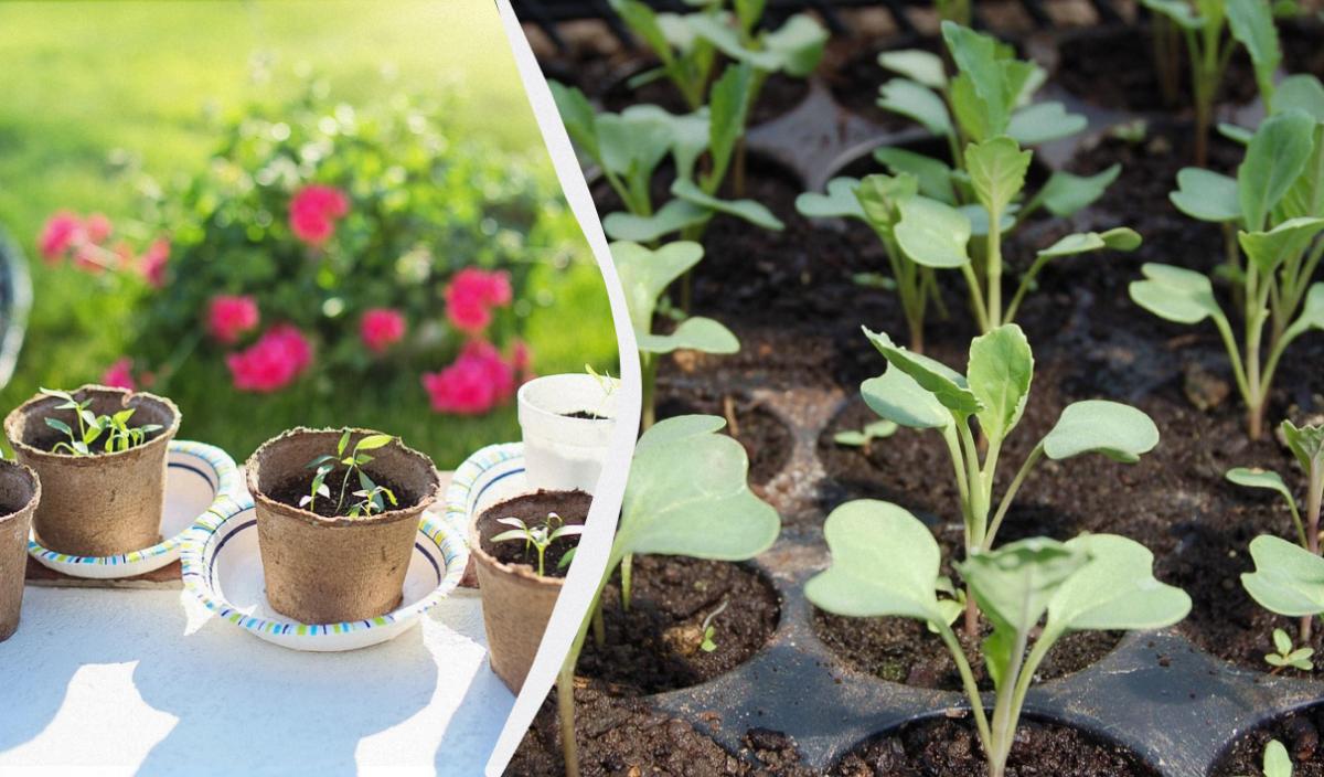 Як підсвітити розсаду в домашніх умовах